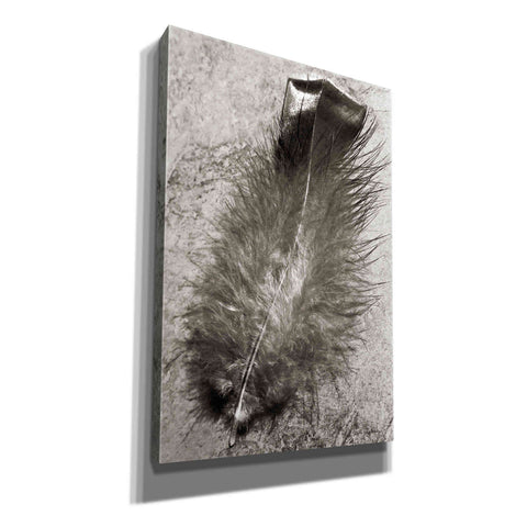 Image of 'Feather Shadow IV' by Debra Van Swearingen, Canvas Wall Art,12x18x1.1x0,18x26x1.1x0,26x40x1.74x0,40x60x1.74x0