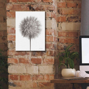 'Dandelion Fluff on White' by Debra Van Swearingen, Canvas Wall Art,12 x 16
