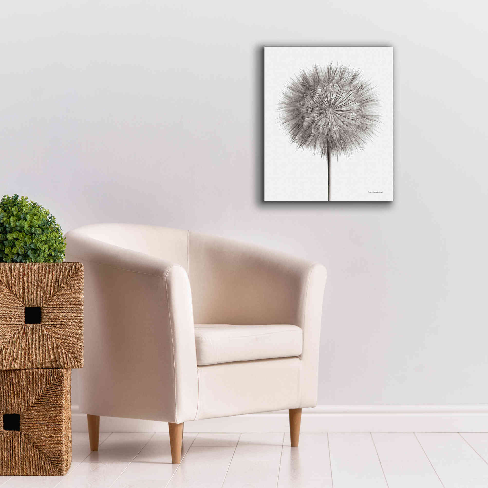 'Dandelion Fluff on White' by Debra Van Swearingen, Canvas Wall Art,20 x 24