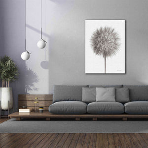 'Dandelion Fluff on White' by Debra Van Swearingen, Canvas Wall Art,40 x 54