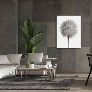 'Dandelion Fluff on White' by Debra Van Swearingen, Canvas Wall Art,40 x 54