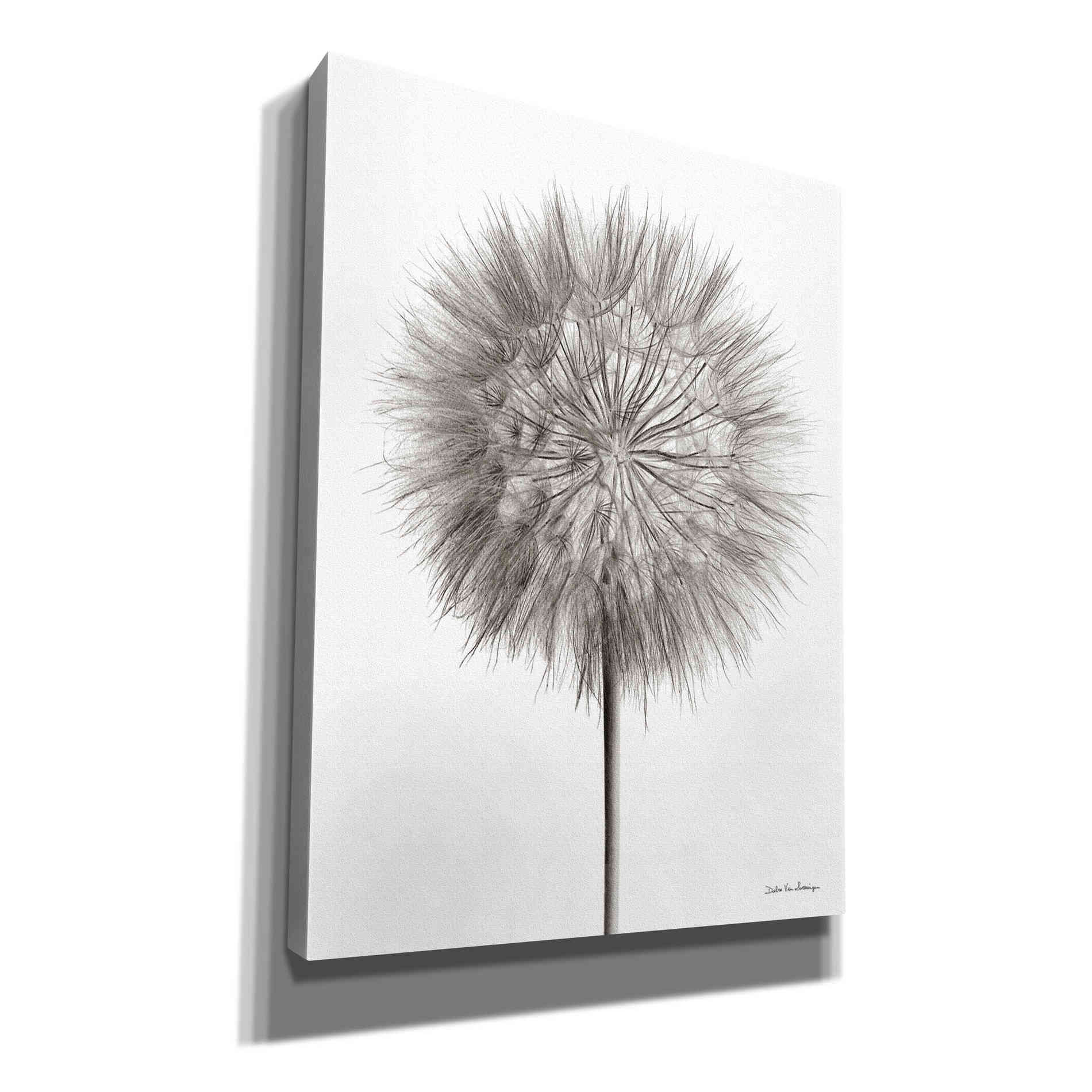 'Dandelion Fluff on White' by Debra Van Swearingen, Canvas Wall Art,12x16x1.1x0,20x24x1.1x0,26x30x1.74x0,40x54x1.74x0