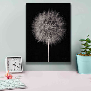 'Dandelion Fluff on Black' by Debra Van Swearingen, Canvas Wall Art,12 x 16