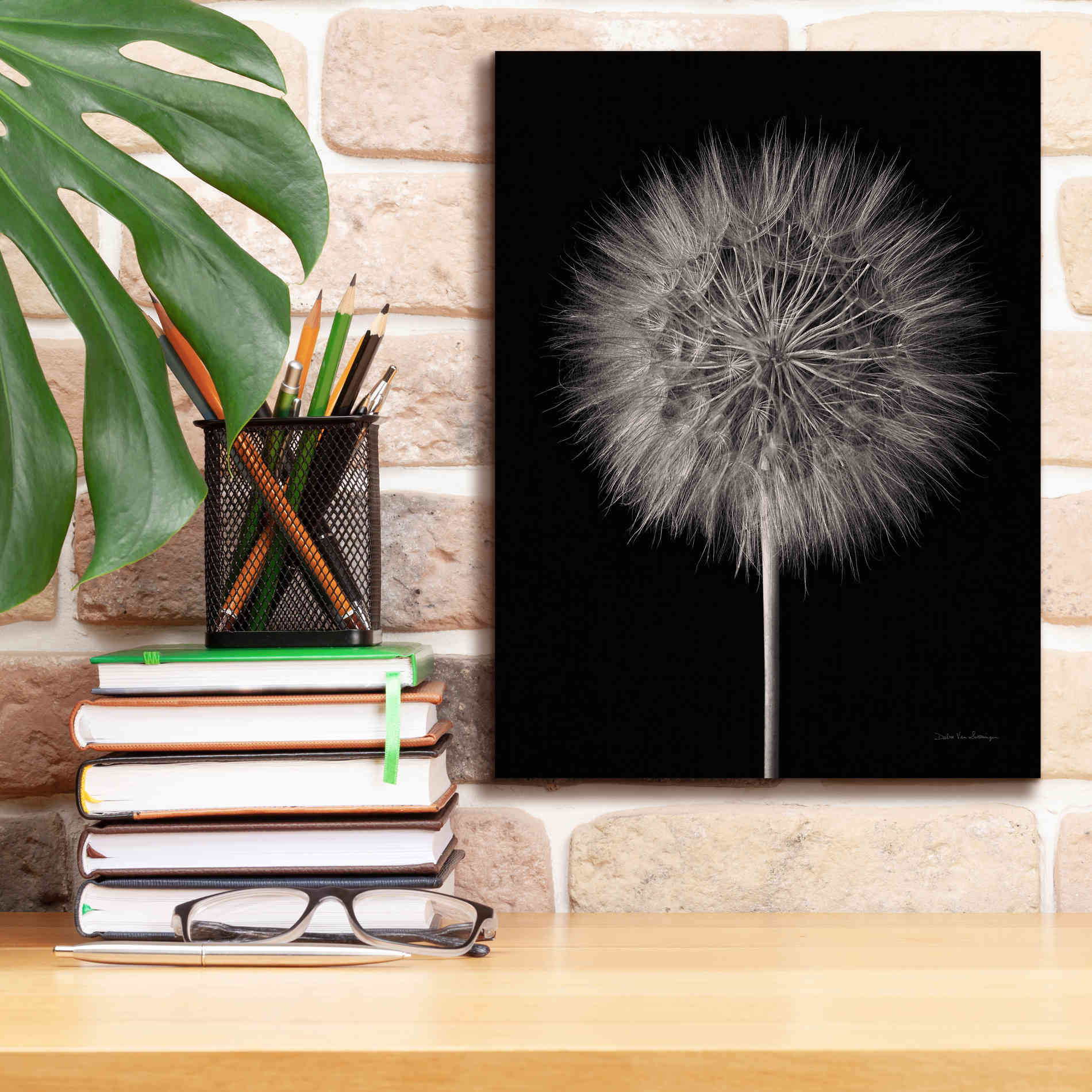 'Dandelion Fluff on Black' by Debra Van Swearingen, Canvas Wall Art,12 x 16