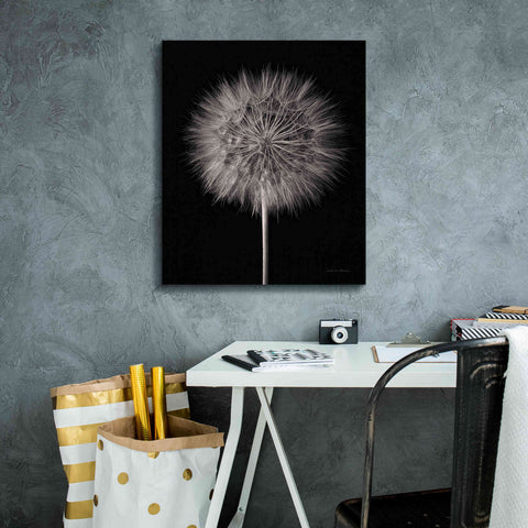 Image of 'Dandelion Fluff on Black' by Debra Van Swearingen, Canvas Wall Art,20 x 24