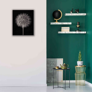 'Dandelion Fluff on Black' by Debra Van Swearingen, Canvas Wall Art,20 x 24
