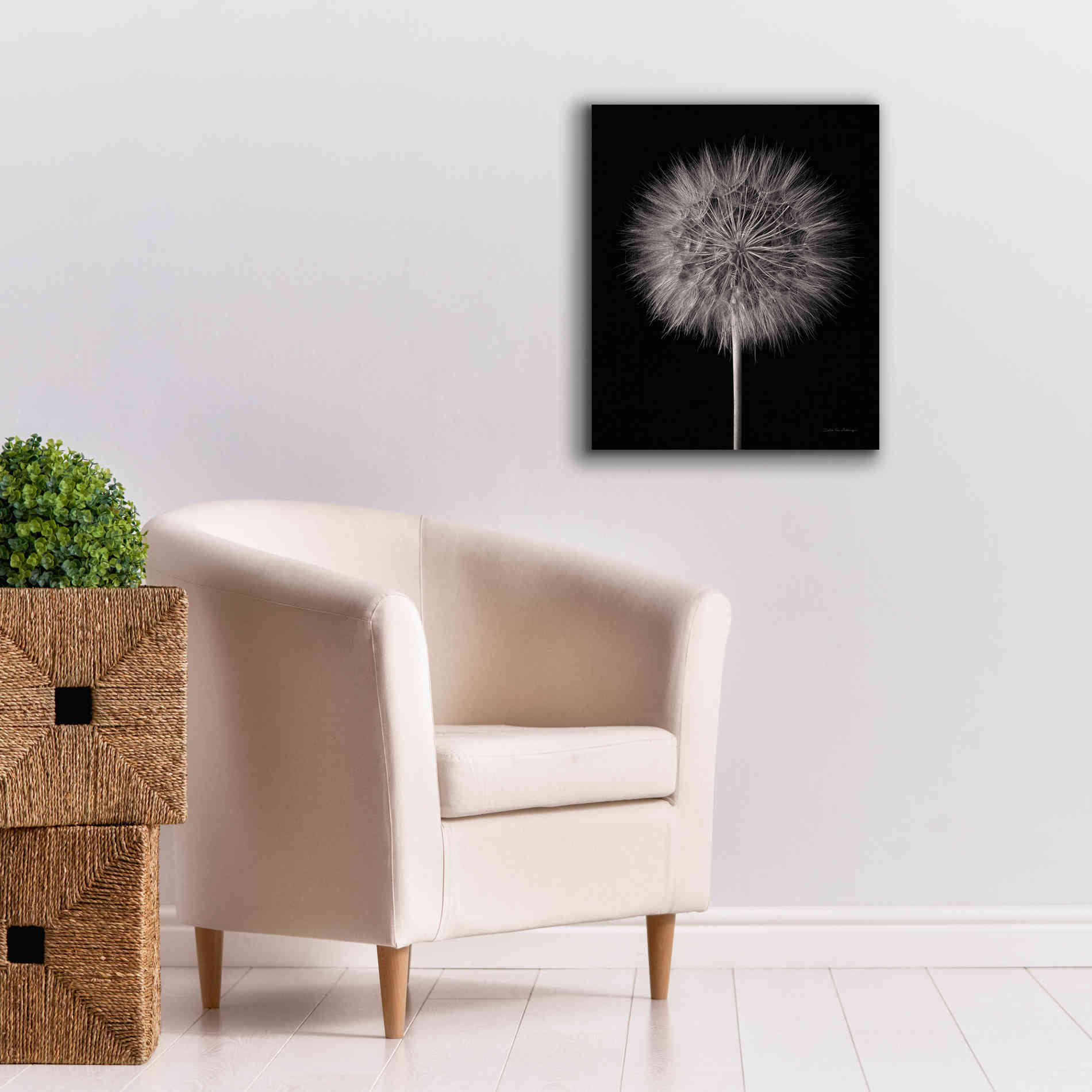 'Dandelion Fluff on Black' by Debra Van Swearingen, Canvas Wall Art,20 x 24