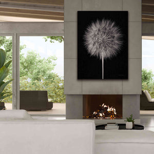 'Dandelion Fluff on Black' by Debra Van Swearingen, Canvas Wall Art,40 x 54
