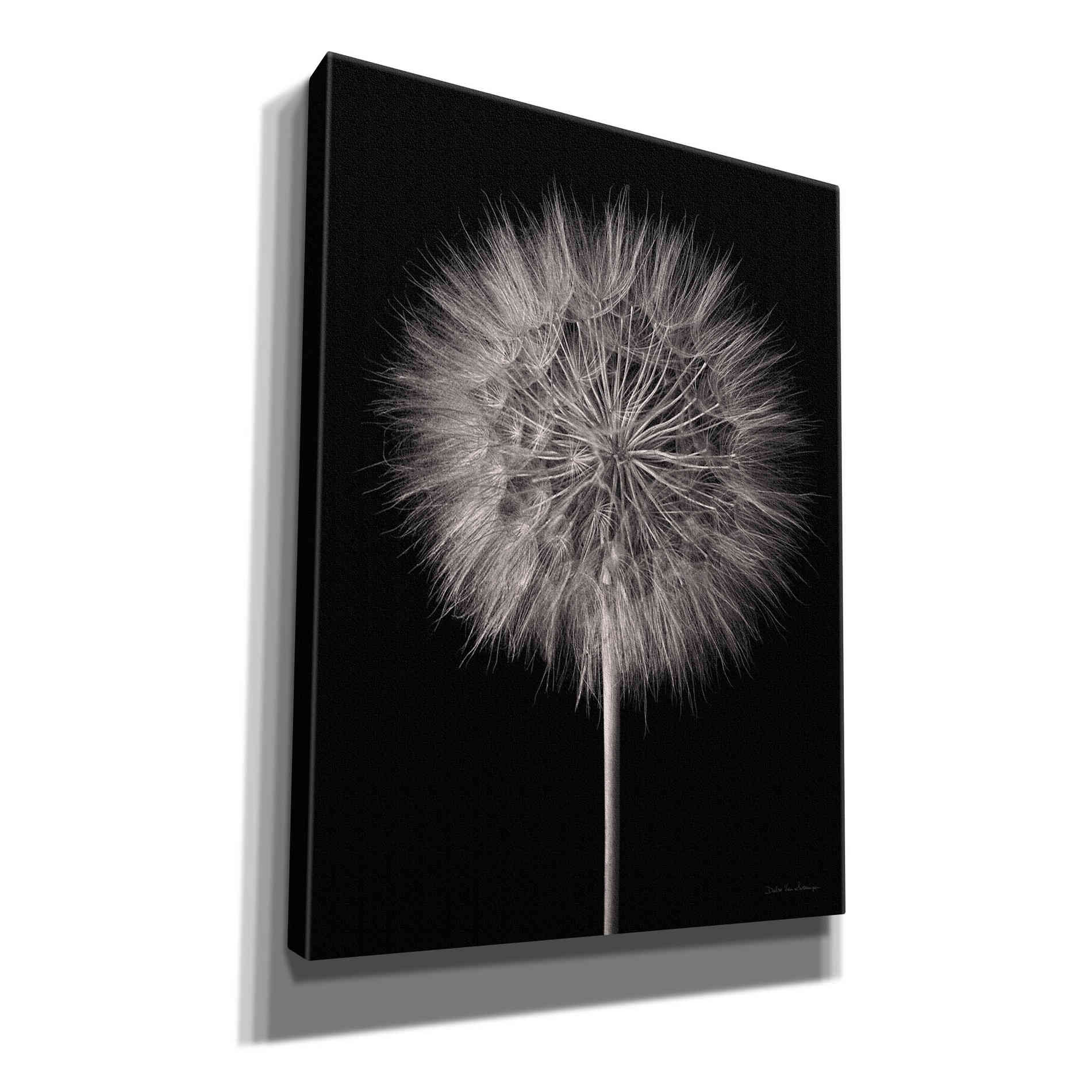 'Dandelion Fluff on Black' by Debra Van Swearingen, Canvas Wall Art,12x16x1.1x0,20x24x1.1x0,26x30x1.74x0,40x54x1.74x0