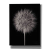 'Dandelion Fluff on Black' by Debra Van Swearingen, Canvas Wall Art,12x16x1.1x0,20x24x1.1x0,26x30x1.74x0,40x54x1.74x0