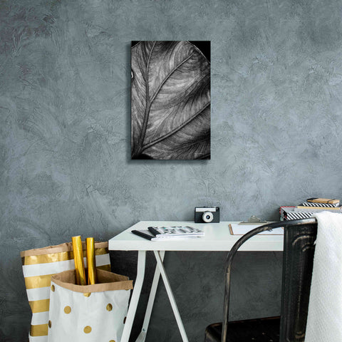 Image of 'Elephant Ear II' by Debra Van Swearingen, Canvas Wall Art,12 x 18
