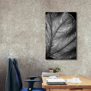 'Elephant Ear II' by Debra Van Swearingen, Canvas Wall Art,26 x 40