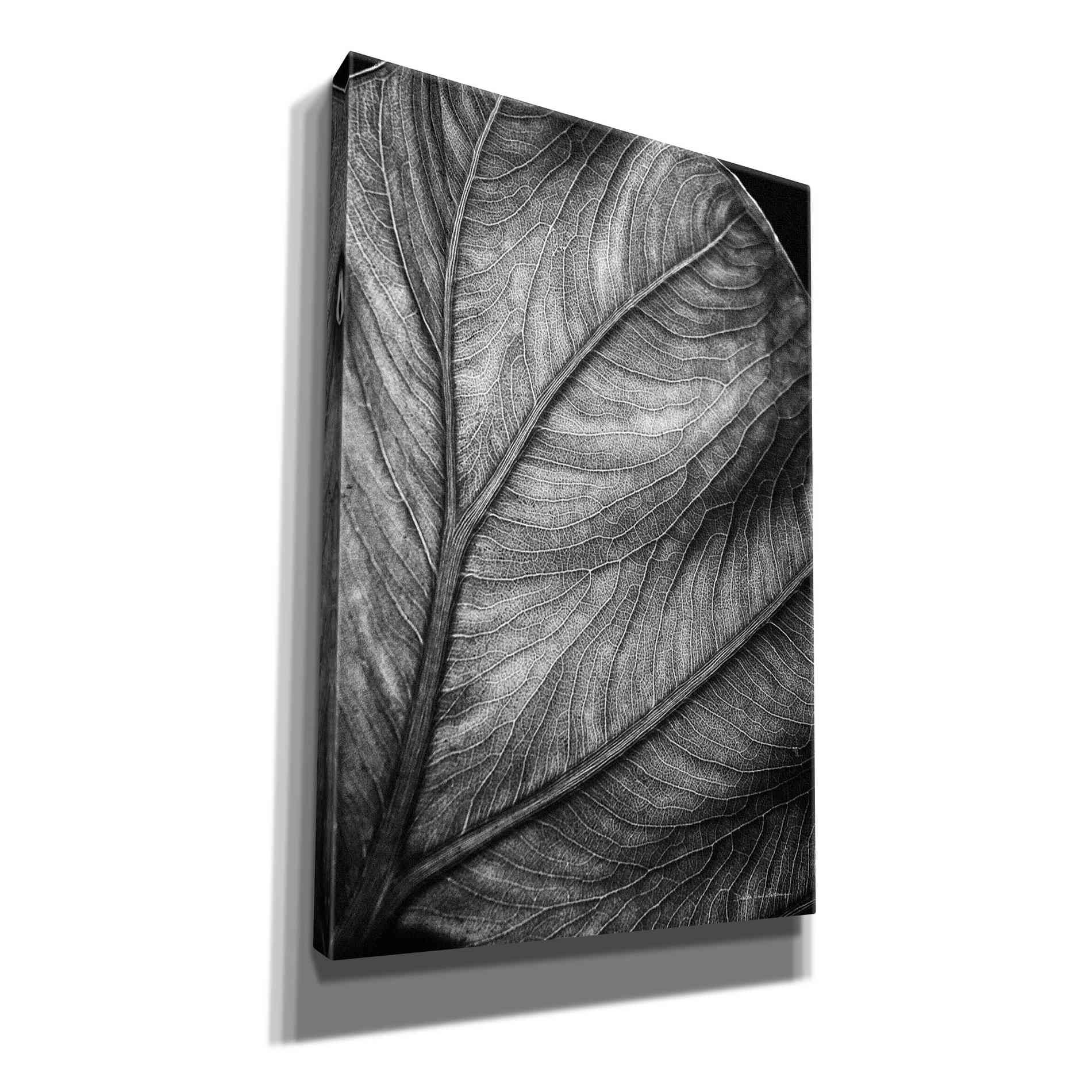 'Elephant Ear II' by Debra Van Swearingen, Canvas Wall Art,12x18x1.1x0,18x26x1.1x0,26x40x1.74x0,40x60x1.74x0