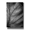 'Elephant Ear II' by Debra Van Swearingen, Canvas Wall Art,12x18x1.1x0,18x26x1.1x0,26x40x1.74x0,40x60x1.74x0