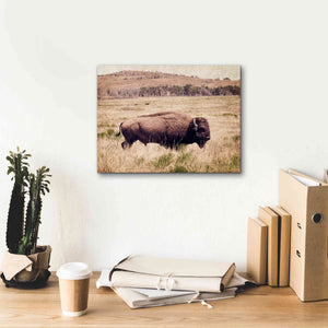 'Buffalo I' by Debra Van Swearingen, Canvas Wall Art,16 x 12