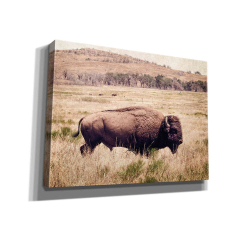Image of 'Buffalo I' by Debra Van Swearingen, Canvas Wall Art,16x12x1.1x0,26x18x1.1x0,34x26x1.74x0,54x40x1.74x0