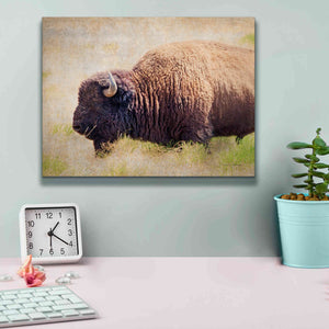 'Buffalo II' by Debra Van Swearingen, Canvas Wall Art,16 x 12