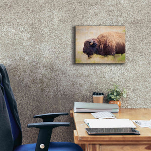 'Buffalo II' by Debra Van Swearingen, Canvas Wall Art,16 x 12