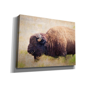'Buffalo II' by Debra Van Swearingen, Canvas Wall Art,16x12x1.1x0,24x20x1.1x0,30x26x1.74x0,54x40x1.74x0