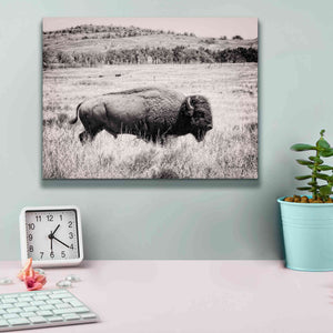 'Buffalo I BW' by Debra Van Swearingen, Canvas Wall Art,16 x 12