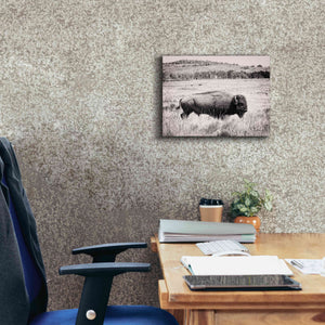 'Buffalo I BW' by Debra Van Swearingen, Canvas Wall Art,16 x 12