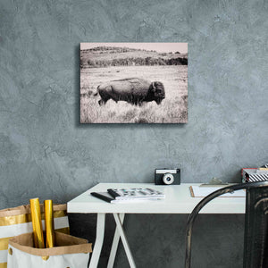 'Buffalo I BW' by Debra Van Swearingen, Canvas Wall Art,16 x 12