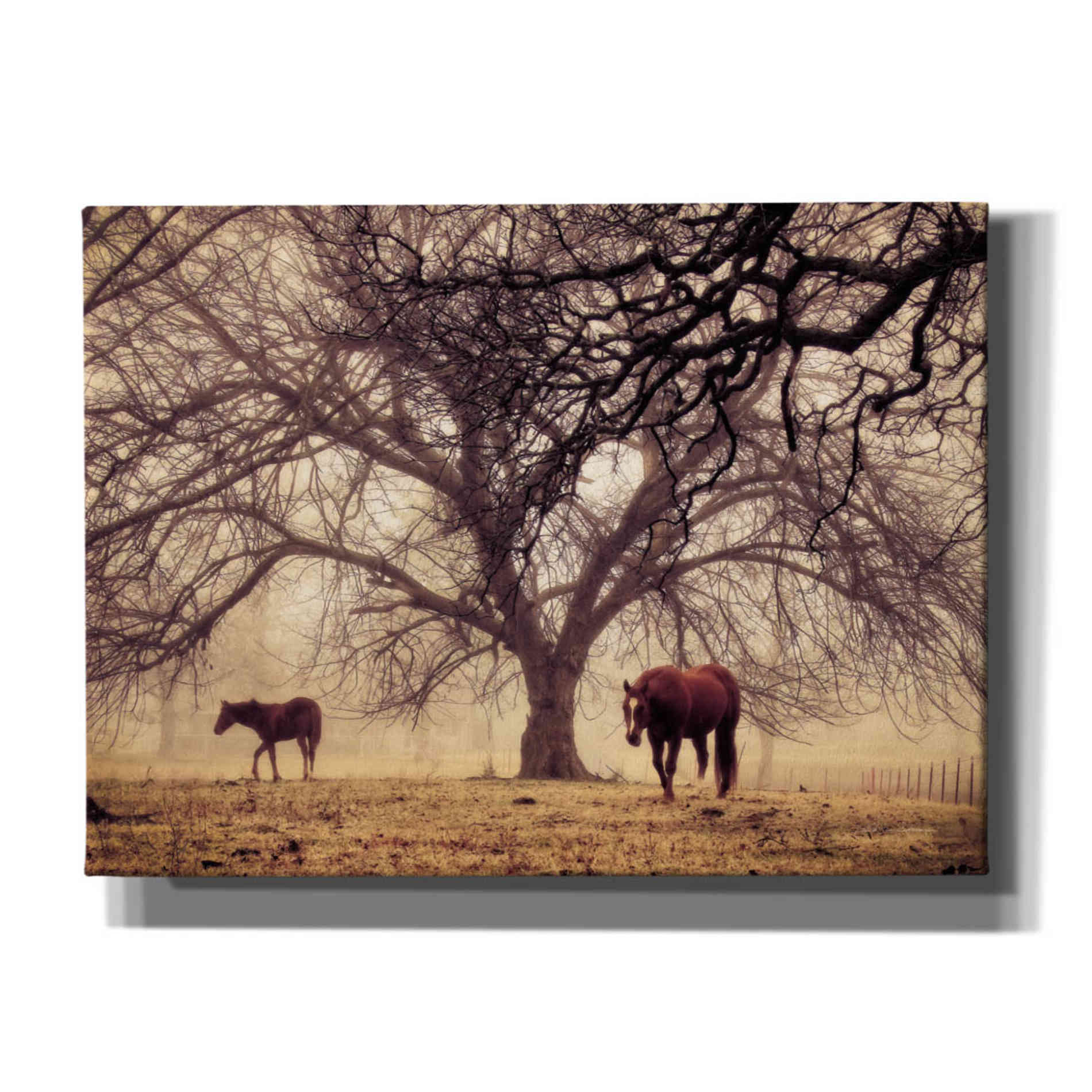 'Morning Calm II' by Debra Van Swearingen, Canvas Wall Art,16x12x1.1x0,26x18x1.1x0,34x26x1.74x0,54x40x1.74x0