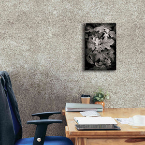 'Hydrangea Leaves in Black and White' by Debra Van Swearingen, Canvas Wall Art,12 x 18