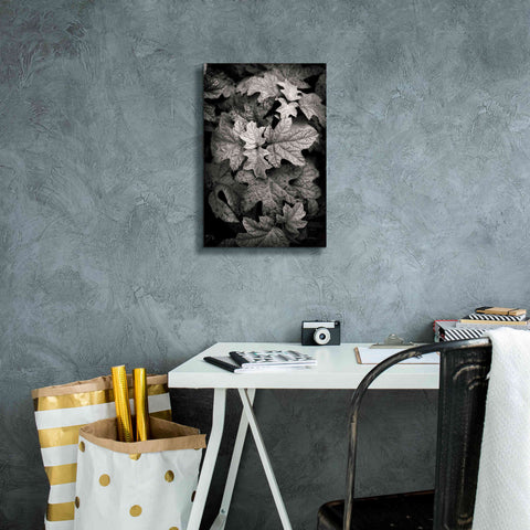 Image of 'Hydrangea Leaves in Black and White' by Debra Van Swearingen, Canvas Wall Art,12 x 18