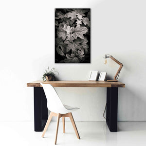 'Hydrangea Leaves in Black and White' by Debra Van Swearingen, Canvas Wall Art,26 x 40