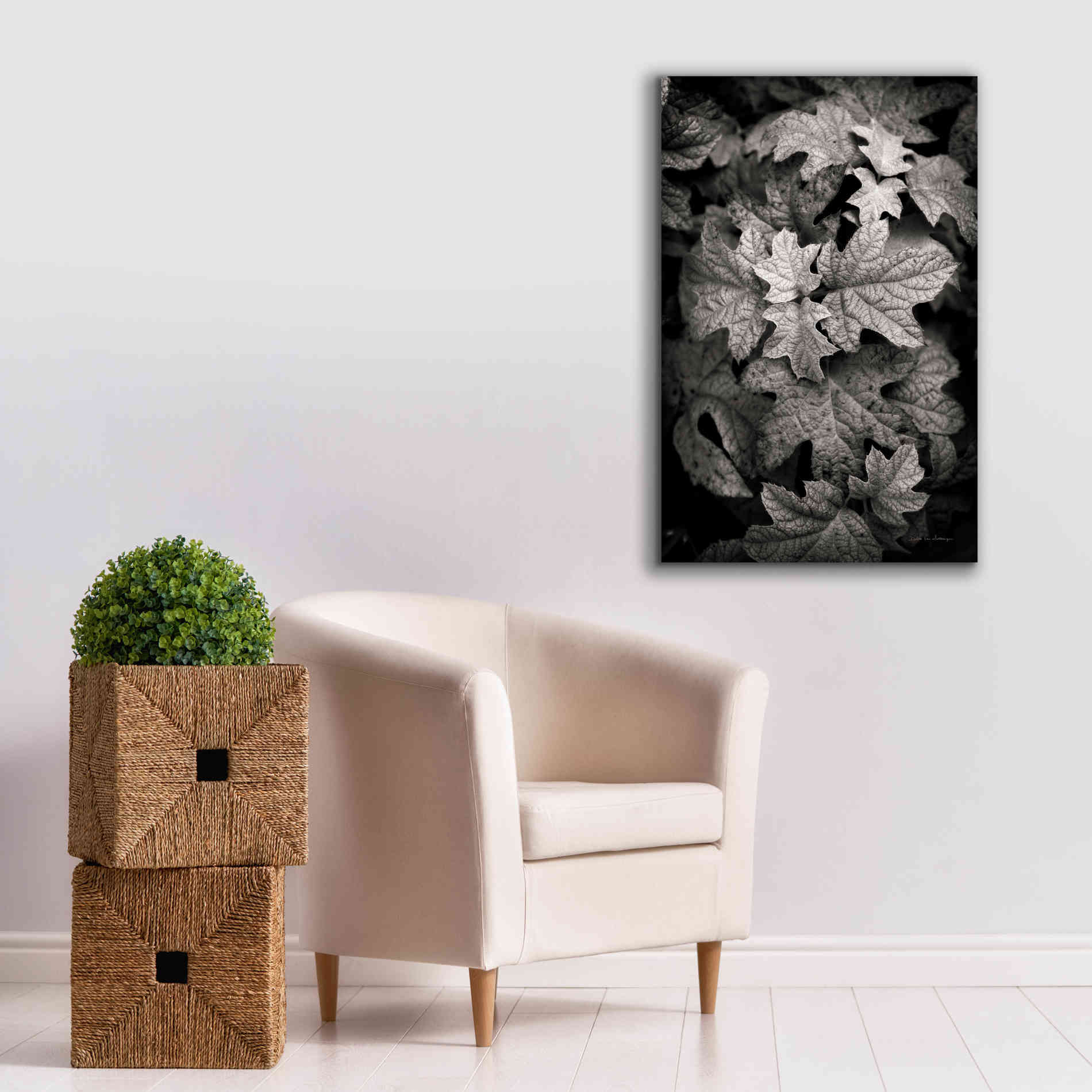 'Hydrangea Leaves in Black and White' by Debra Van Swearingen, Canvas Wall Art,26 x 40