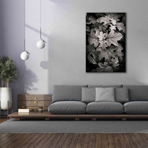 'Hydrangea Leaves in Black and White' by Debra Van Swearingen, Canvas Wall Art,40 x 60