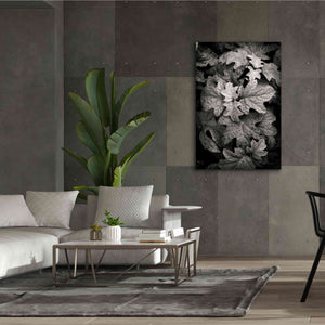 'Hydrangea Leaves in Black and White' by Debra Van Swearingen, Canvas Wall Art,40 x 60