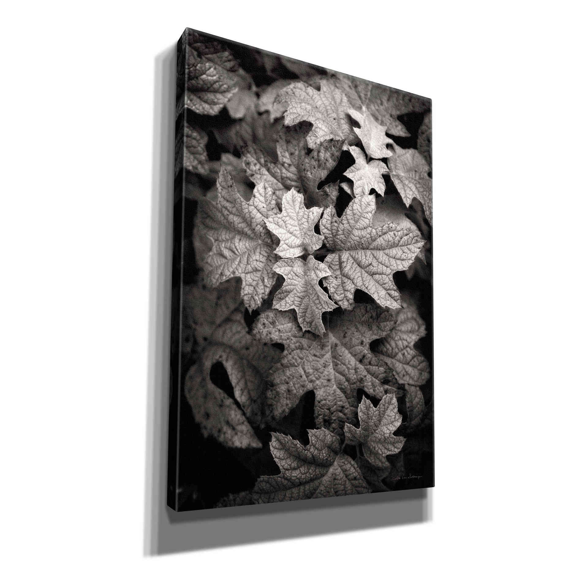 'Hydrangea Leaves in Black and White' by Debra Van Swearingen, Canvas Wall Art,12x18x1.1x0,18x26x1.1x0,26x40x1.74x0,40x60x1.74x0