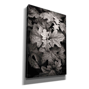 'Hydrangea Leaves in Black and White' by Debra Van Swearingen, Canvas Wall Art,12x18x1.1x0,18x26x1.1x0,26x40x1.74x0,40x60x1.74x0