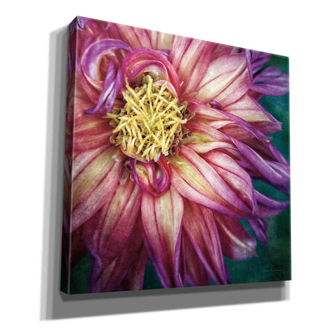 Image of 'Dahlia I' by Debra Van Swearingen, Canvas Wall Art,12x12x1.1x0,18x18x1.1x0,26x26x1.74x0,37x37x1.74x0