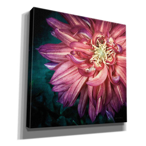 Image of 'Dahlia II' by Debra Van Swearingen, Canvas Wall Art,12x12x1.1x0,18x18x1.1x0,26x26x1.74x0,37x37x1.74x0