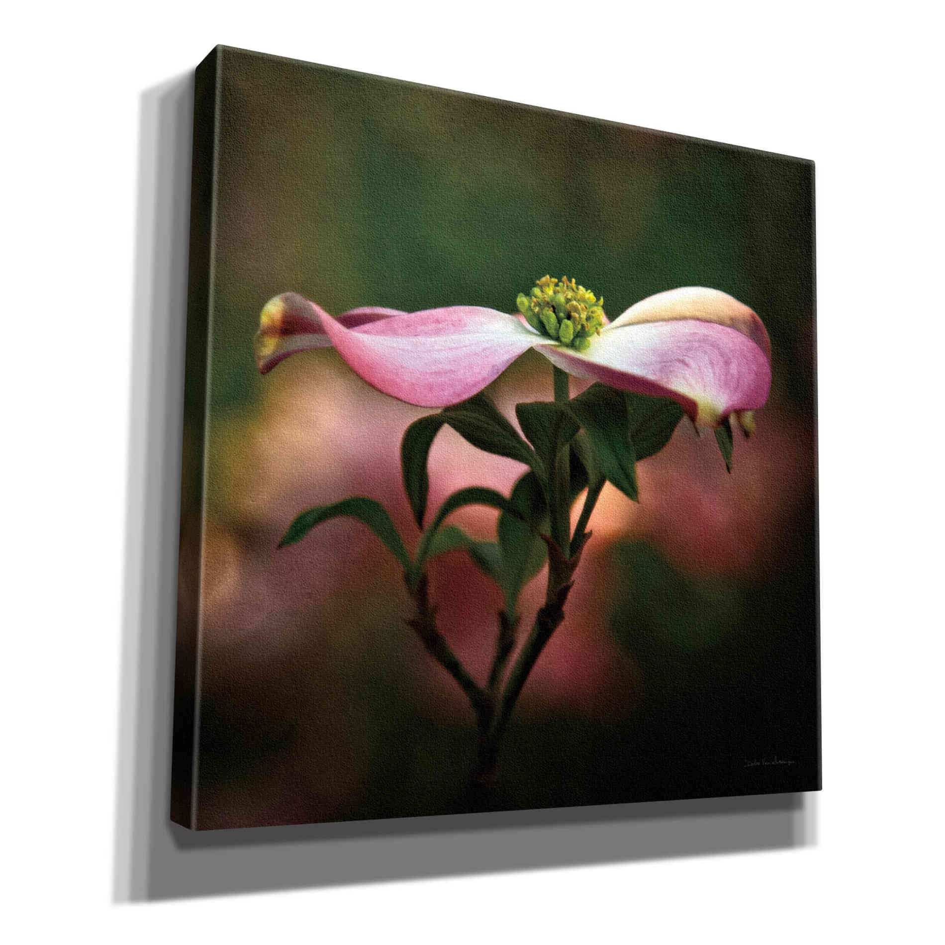 'Pink Dogwood I' by Debra Van Swearingen, Canvas Wall Art,12x12x1.1x0,18x18x1.1x0,26x26x1.74x0,37x37x1.74x0