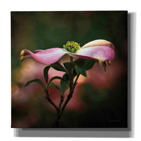 Image of 'Pink Dogwood I' by Debra Van Swearingen, Canvas Wall Art,12x12x1.1x0,18x18x1.1x0,26x26x1.74x0,37x37x1.74x0