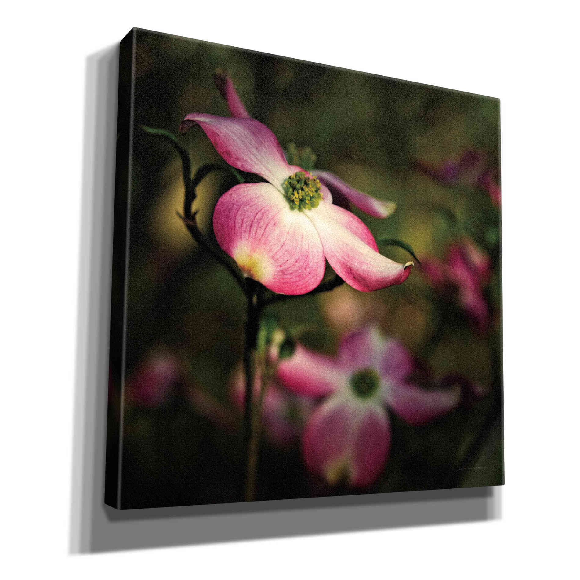 'Pink Dogwood II' by Debra Van Swearingen, Canvas Wall Art,12x12x1.1x0,18x18x1.1x0,26x26x1.74x0,37x37x1.74x0