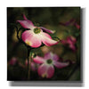 'Pink Dogwood II' by Debra Van Swearingen, Canvas Wall Art,12x12x1.1x0,18x18x1.1x0,26x26x1.74x0,37x37x1.74x0