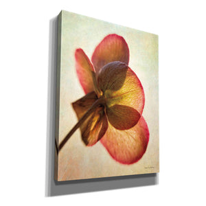 'Lenton Rose I' by Debra Van Swearingen, Canvas Wall Art,12x16x1.1x0,20x24x1.1x0,26x30x1.74x0,40x54x1.74x0