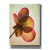 'Lenton Rose I' by Debra Van Swearingen, Canvas Wall Art,12x16x1.1x0,20x24x1.1x0,26x30x1.74x0,40x54x1.74x0