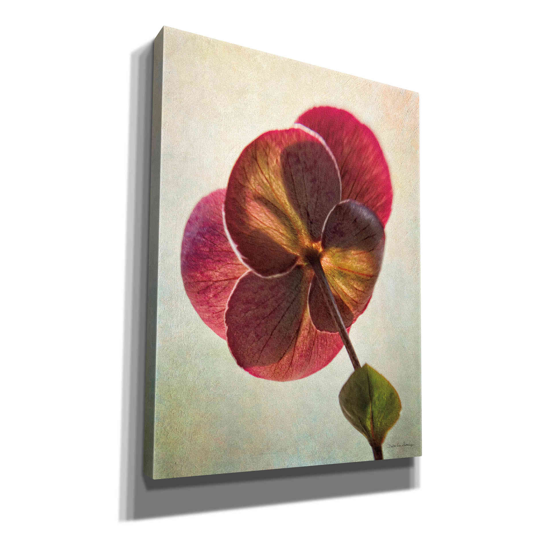 'Lenton Rose II' by Debra Van Swearingen, Canvas Wall Art,12x16x1.1x0,20x24x1.1x0,26x30x1.74x0,40x54x1.74x0