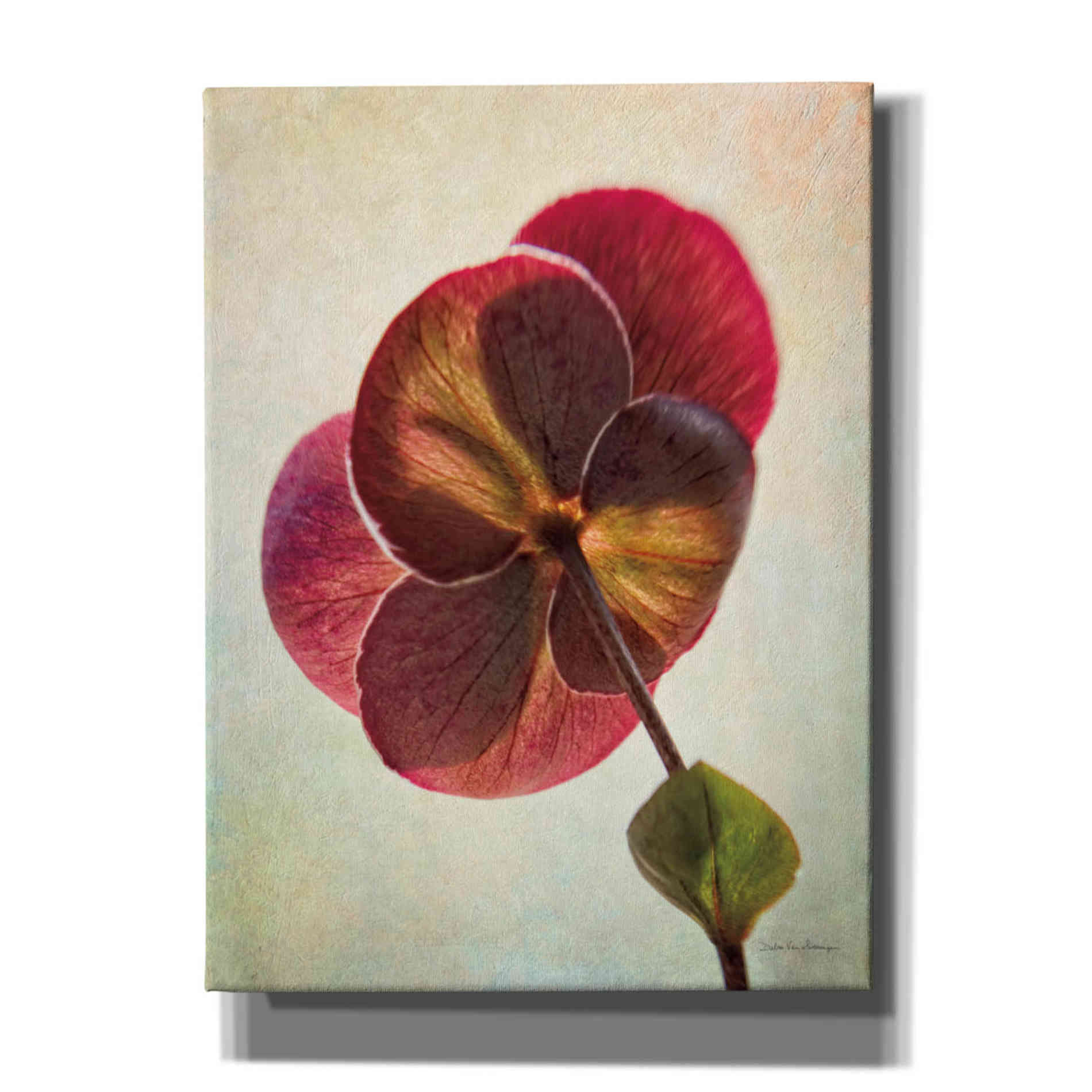 'Lenton Rose II' by Debra Van Swearingen, Canvas Wall Art,12x16x1.1x0,20x24x1.1x0,26x30x1.74x0,40x54x1.74x0