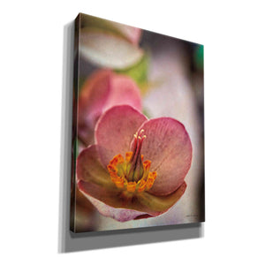 'Lenton Rose III' by Debra Van Swearingen, Canvas Wall Art,12x16x1.1x0,20x24x1.1x0,26x30x1.74x0,40x54x1.74x0