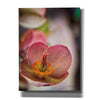 'Lenton Rose III' by Debra Van Swearingen, Canvas Wall Art,12x16x1.1x0,20x24x1.1x0,26x30x1.74x0,40x54x1.74x0