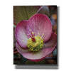 'Lenton Rose IV' by Debra Van Swearingen, Canvas Wall Art,12x16x1.1x0,20x24x1.1x0,26x30x1.74x0,40x54x1.74x0