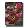 'Lenton Rose V' by Debra Van Swearingen, Canvas Wall Art,12x16x1.1x0,20x24x1.1x0,26x30x1.74x0,40x54x1.74x0
