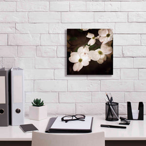 'White Dogwood III' by Debra Van Swearingen, Canvas Wall Art,12 x 12